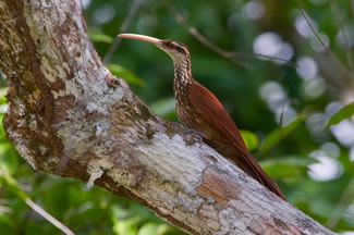 Langsnavelmuisspecht - Nasica longirostris Langsnavelmuisspecht - Nasica longirostris